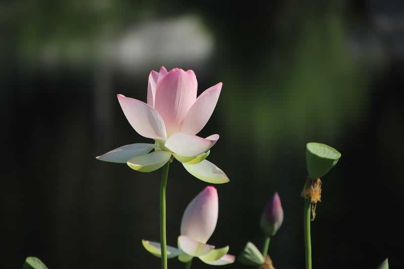 Outdoor Plants